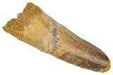 Fossil Spinosaurus Tooth - Feeding Worn Tip #348607-1